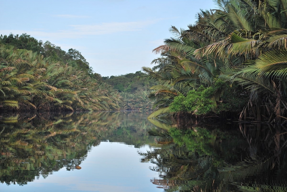 Wetlands and Mangroves